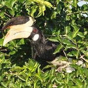 Malabar Pied Hornbill