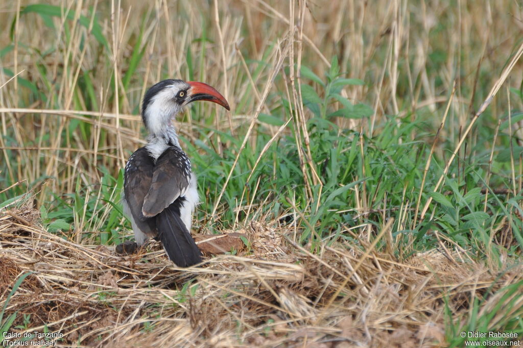 Tanzanian Red-billed Hornbill