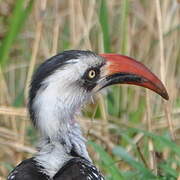 Tanzanian Red-billed Hornbill