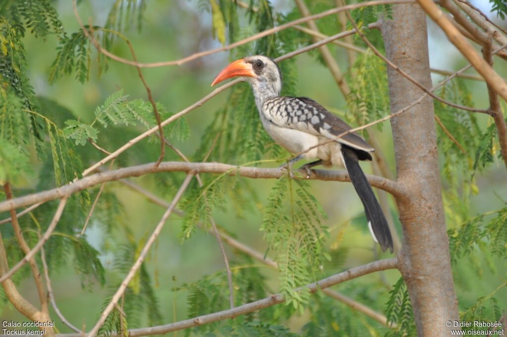 Western Red-billed Hornbill