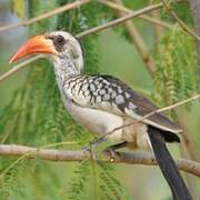 Western Red-billed Hornbill