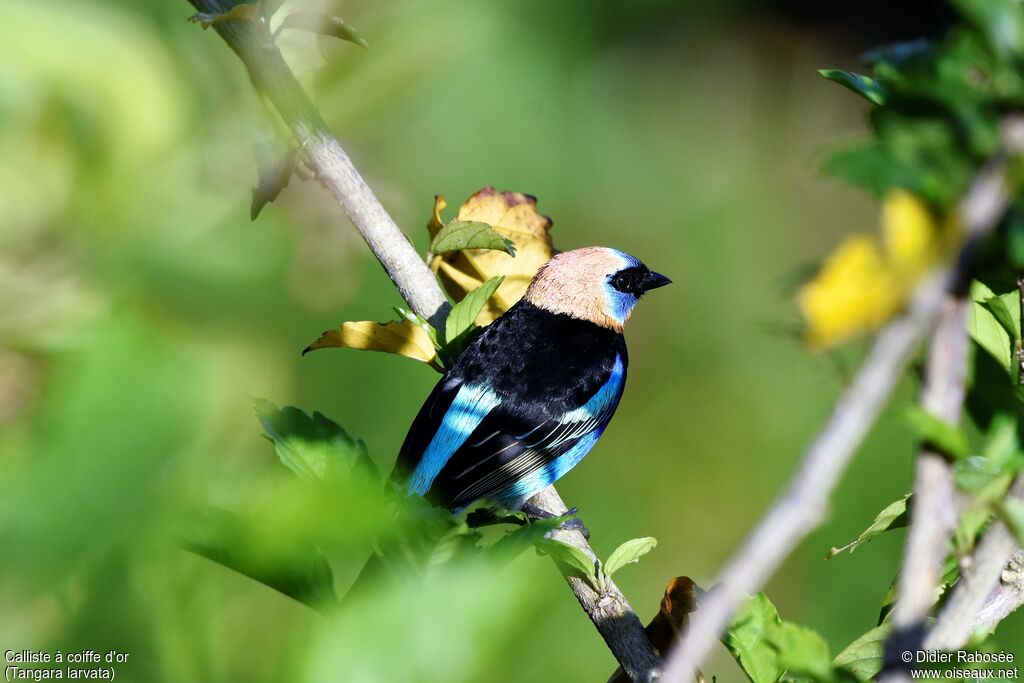 Golden-hooded Tanager