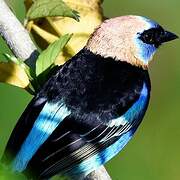 Golden-hooded Tanager