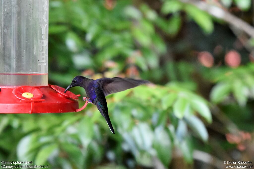 Violet Sabrewing male