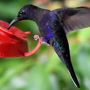 Violet Sabrewing