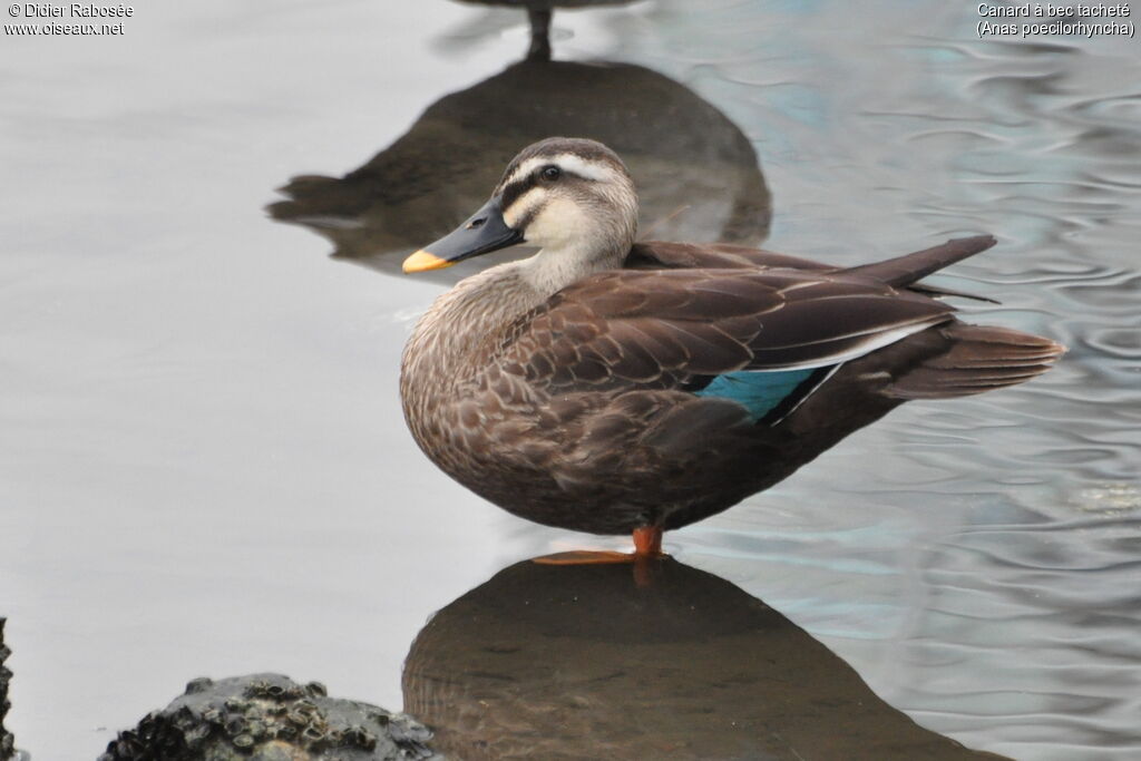 Canard à bec tacheté