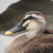 Canard à bec tacheté