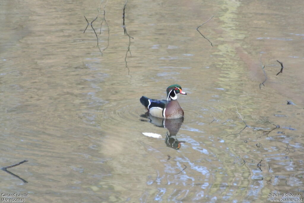 Wood Duck male adult