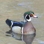 Wood Duck