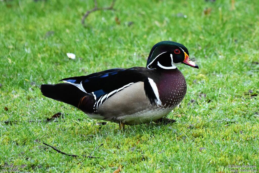 Canard carolinadulte