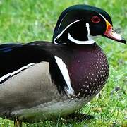 Wood Duck