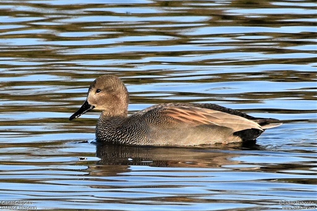 Canard chipeau mâle adulte nuptial