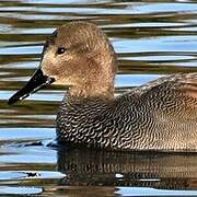 Gadwall