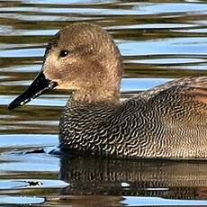 Canard chipeau