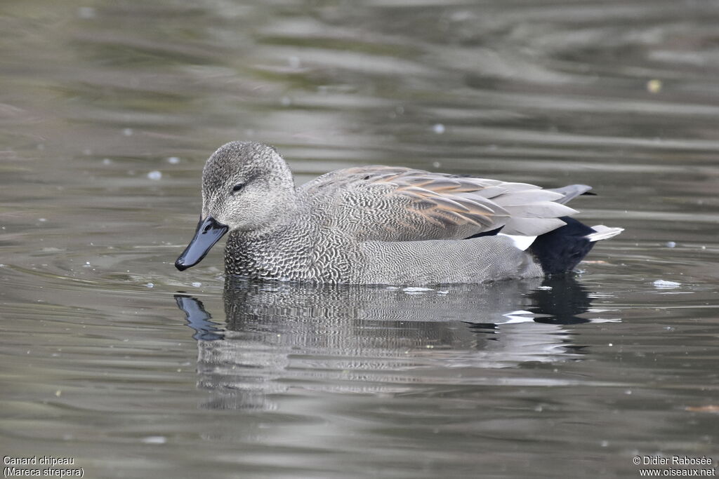 Gadwall male adult breeding, identification, swimming