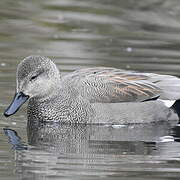 Gadwall