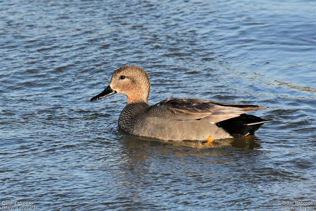 Canard chipeau