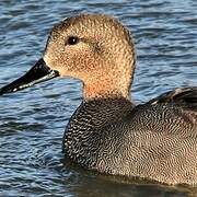 Gadwall