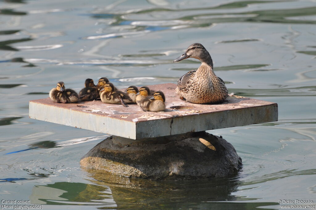 Canard colvert, Comportement