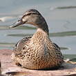 Canard colvert