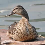 Mallard