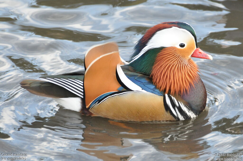 Canard mandarin mâle