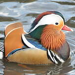 Canard mandarin