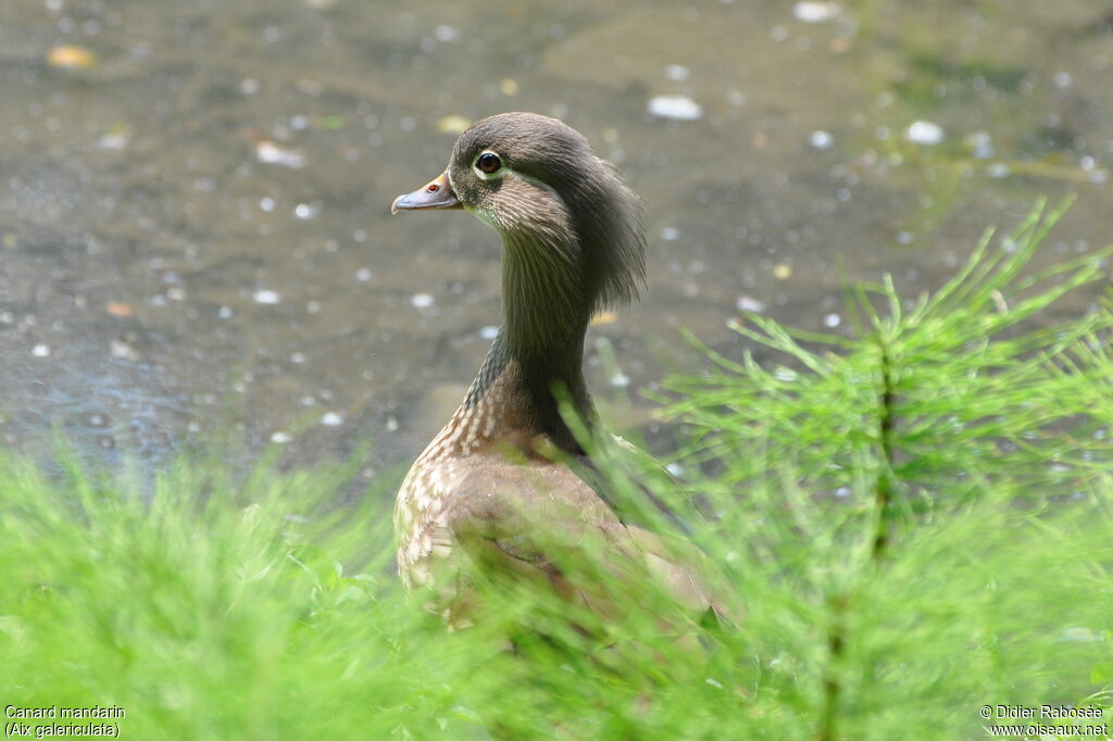 Canard mandarin femelle