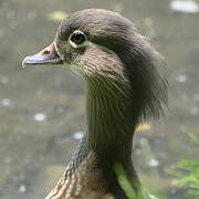 Mandarin Duck