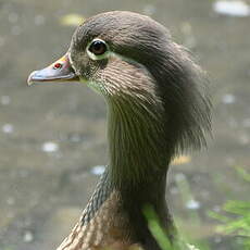 Canard mandarin