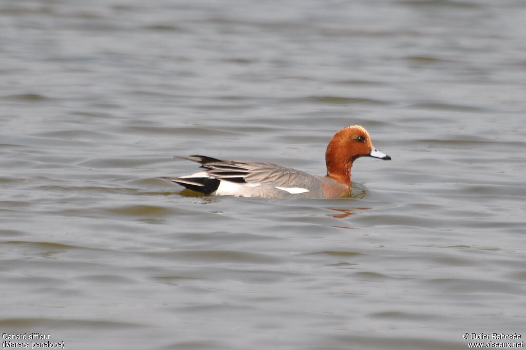 Canard siffleur mâle