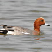 Eurasian Wigeon