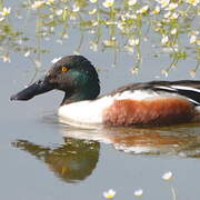 Canard souchet