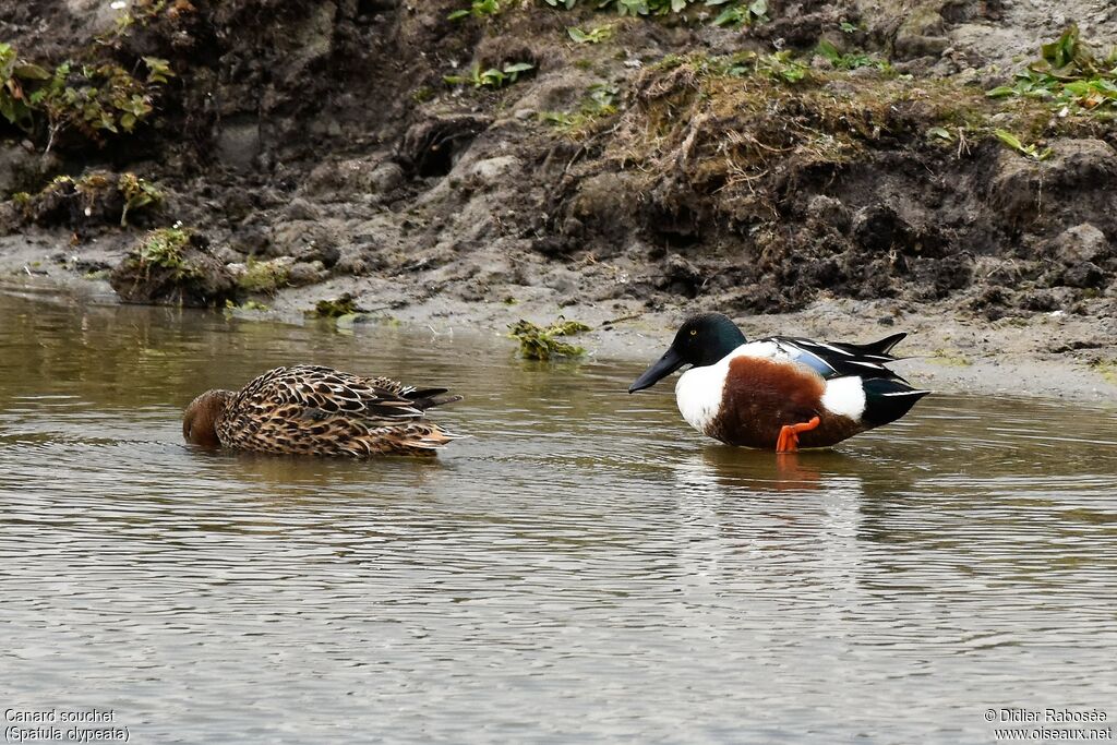 Northern Shoveleradult breeding