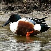 Northern Shoveler