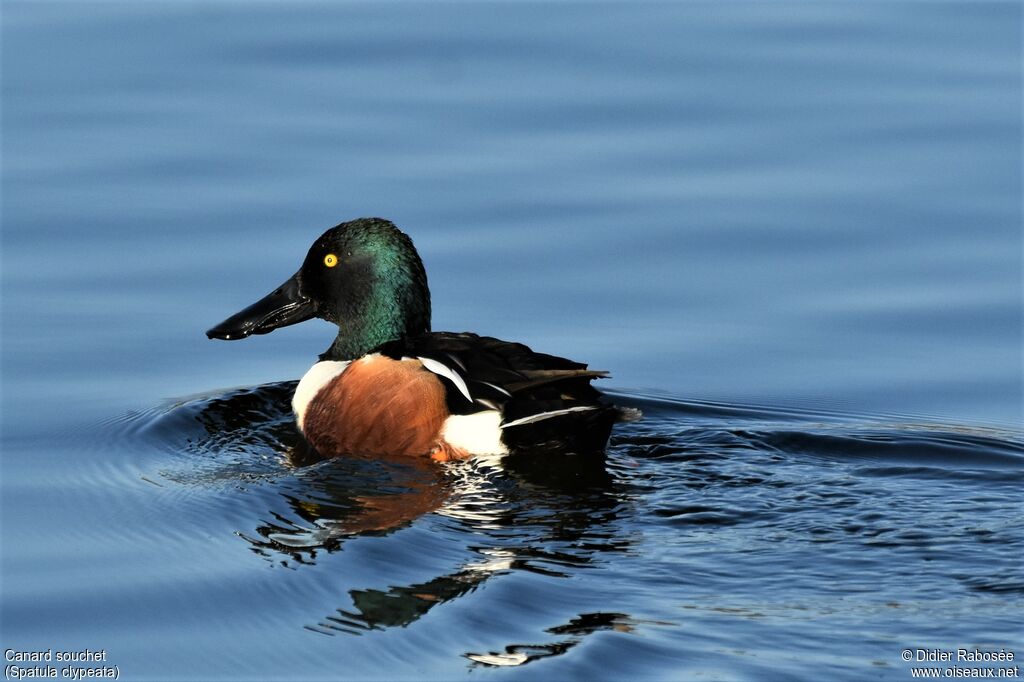 Canard souchet mâle adulte nuptial