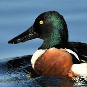 Northern Shoveler