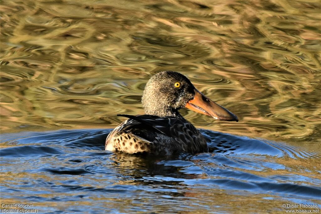 Canard souchet mâle 1ère année