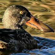 Northern Shoveler