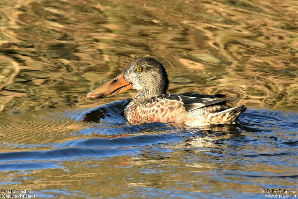 Canard souchet mâle 1ère année