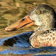 Northern Shoveler