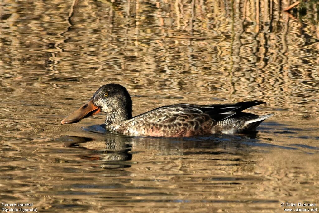 Northern Shoveler male First year