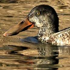 Canard souchet