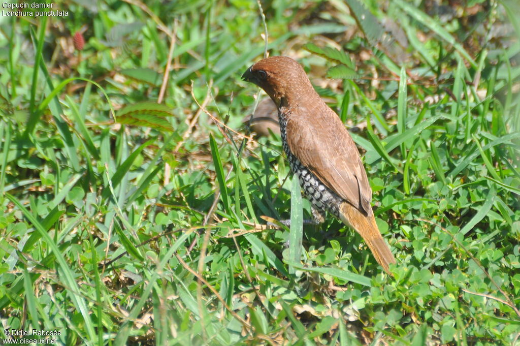 Scaly-breasted Munia