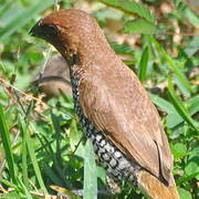 Scaly-breasted Munia