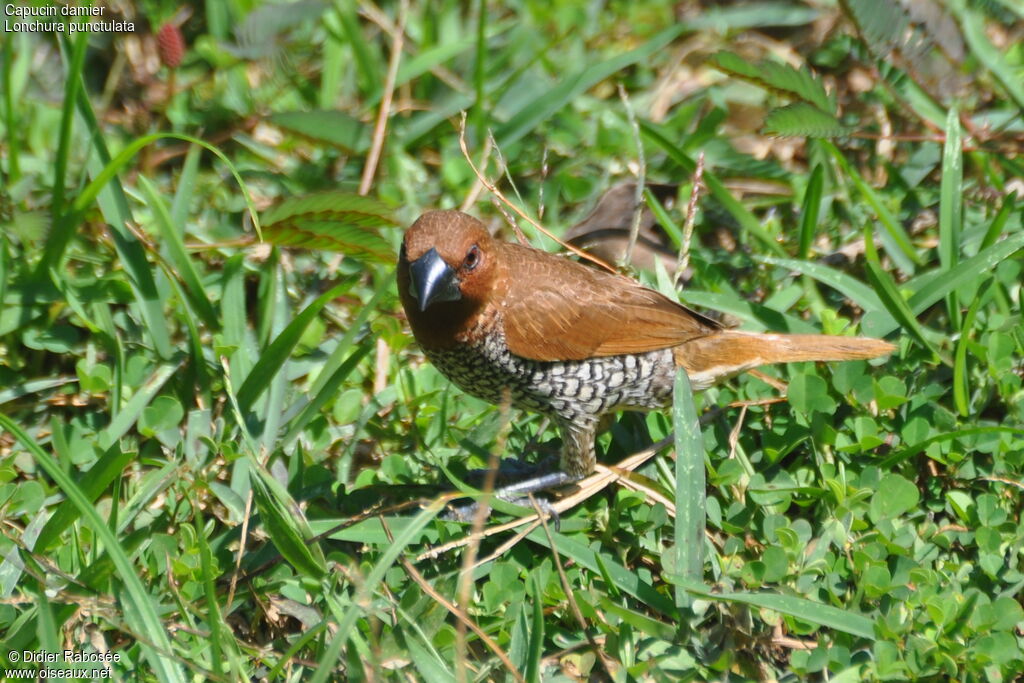 Scaly-breasted Munia