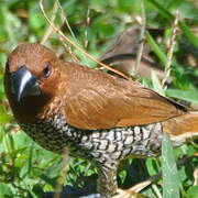 Scaly-breasted Munia