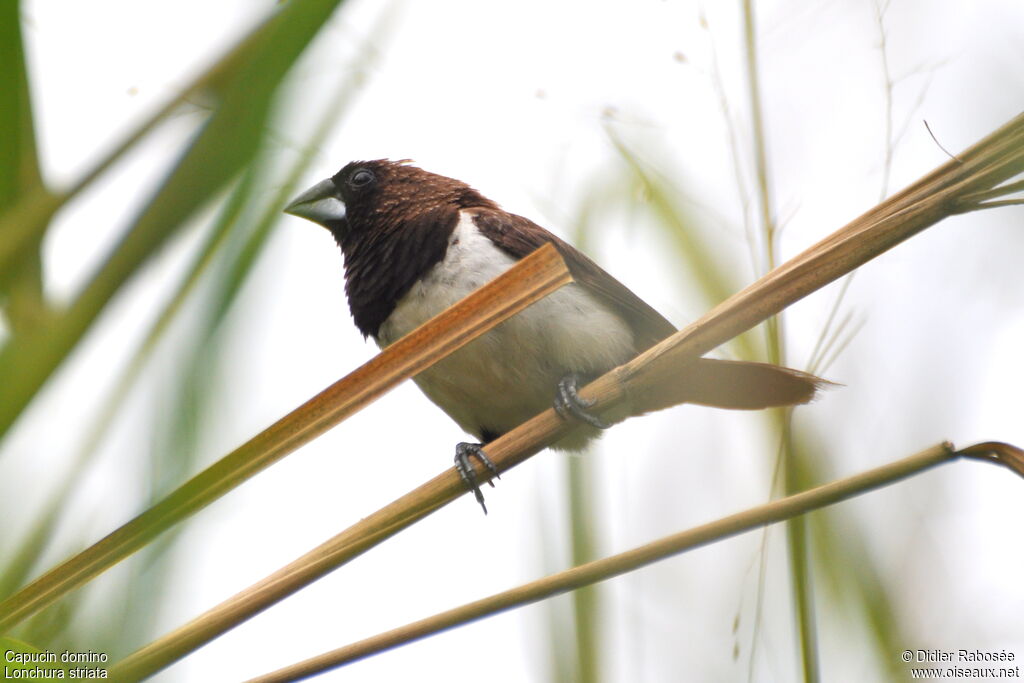 White-rumped Munia