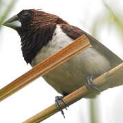 White-rumped Munia