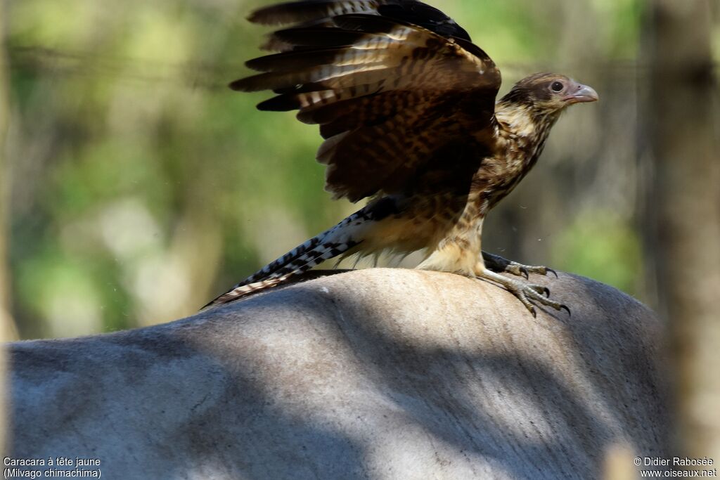 Caracara à tête jaunejuvénile